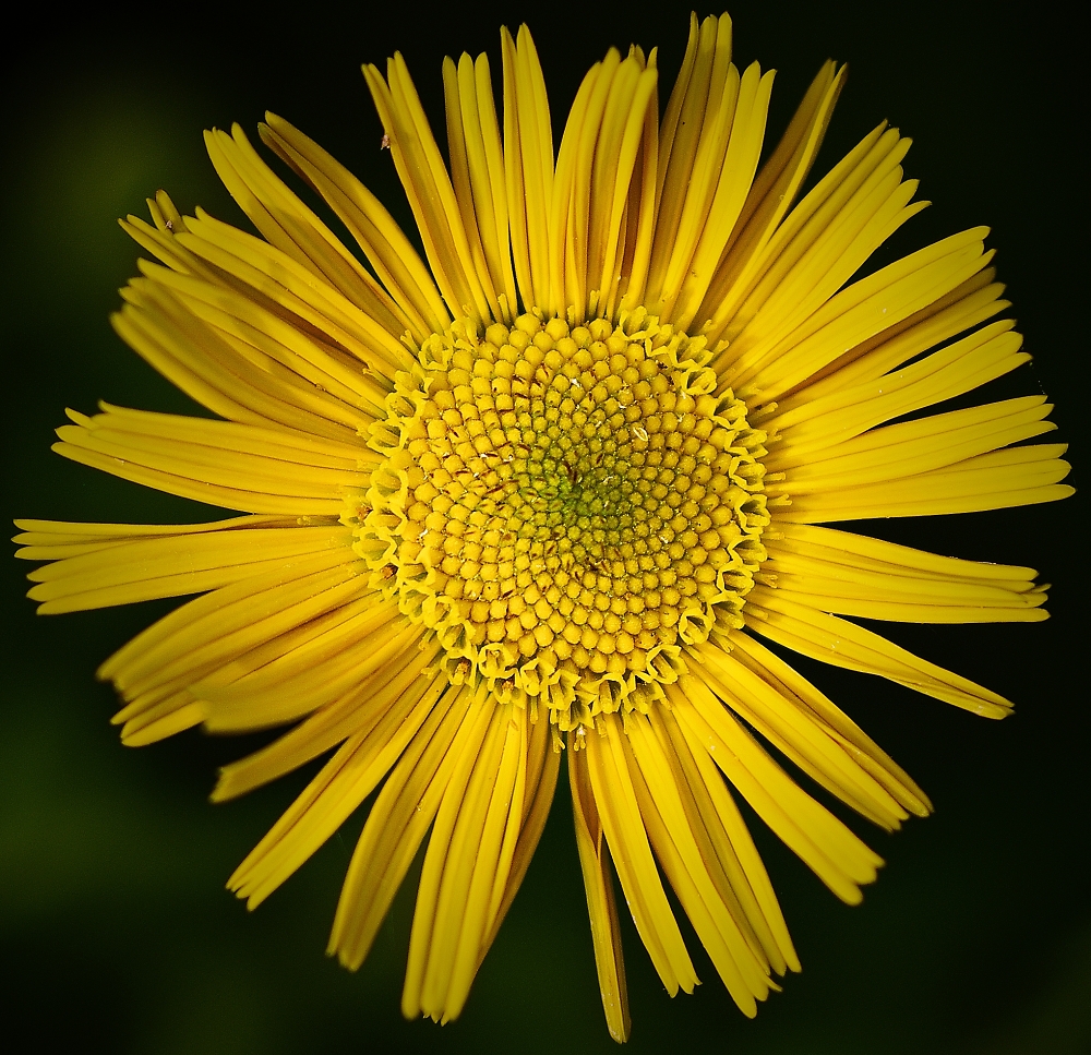 Yellow Flower