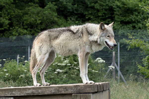 An English Wolf