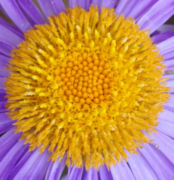aster