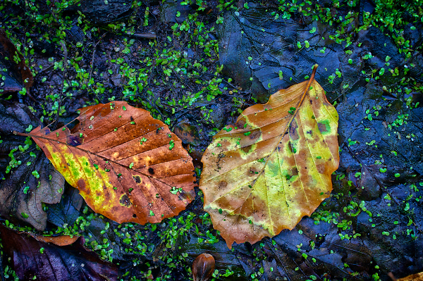 Autumn Leaves