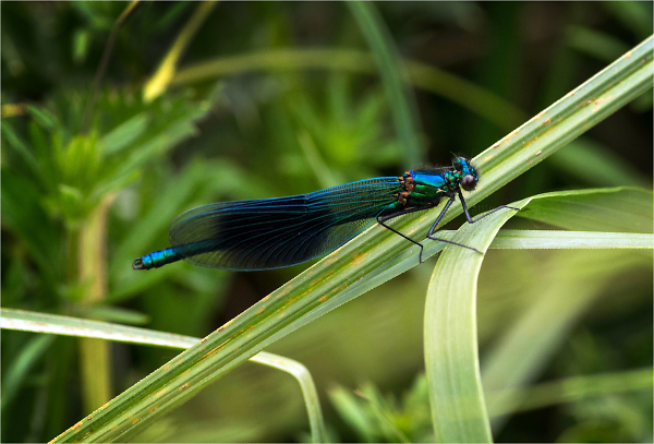 Banded Demoiselle