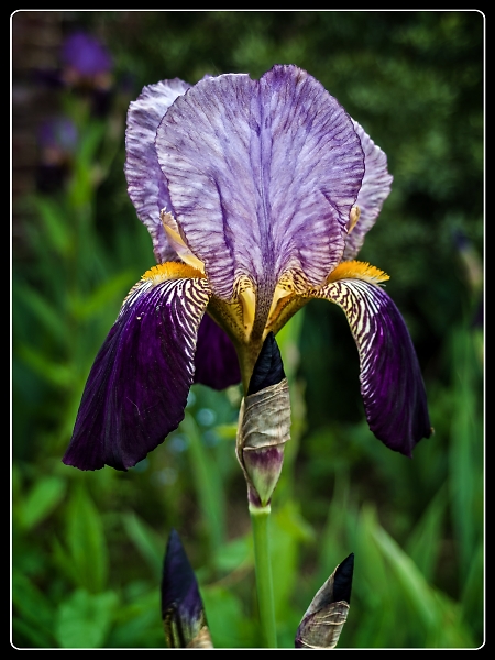 Bearded Iris