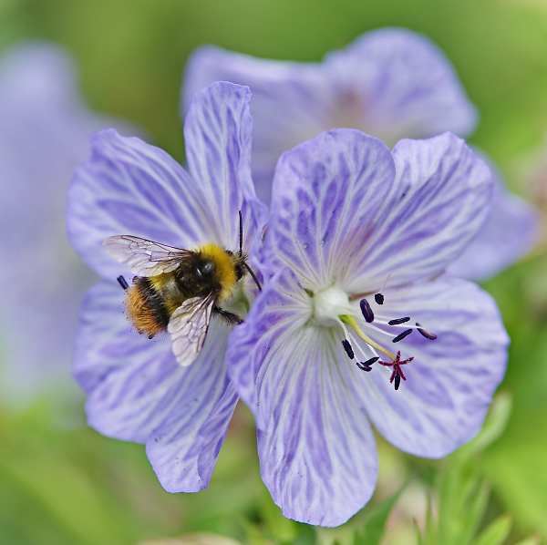 Bee Happy