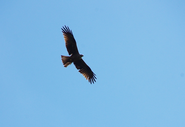 Black Kite Central France
