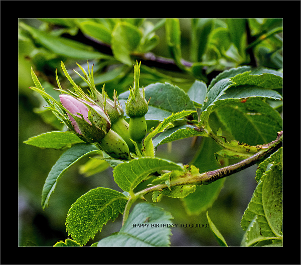 Bud o' the Briar