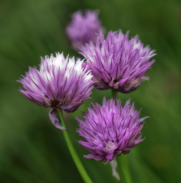 Chives Flowers