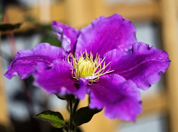 Clematis