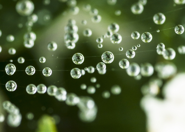 Cobwebs