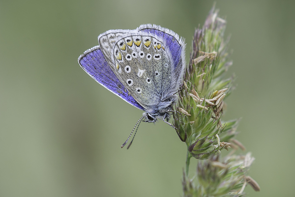 Common Blue, Sussex