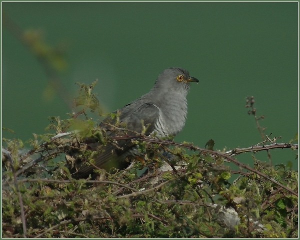 Cuckoo in flight