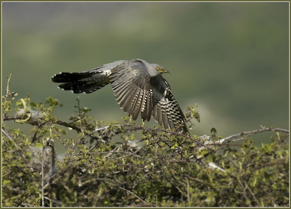 Cuckoo in flight