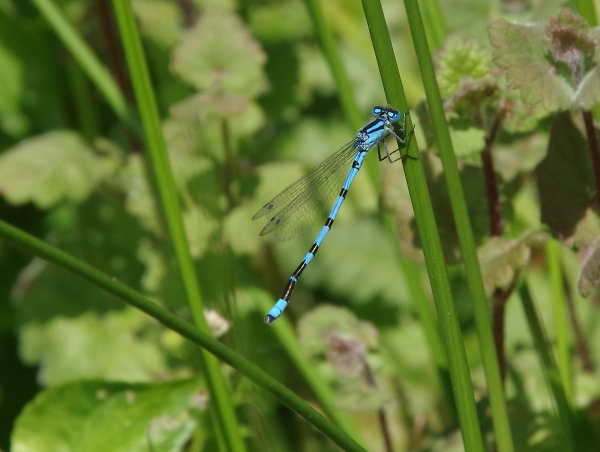 Damsel in digrass