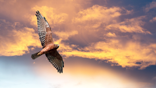 Epic Eagle