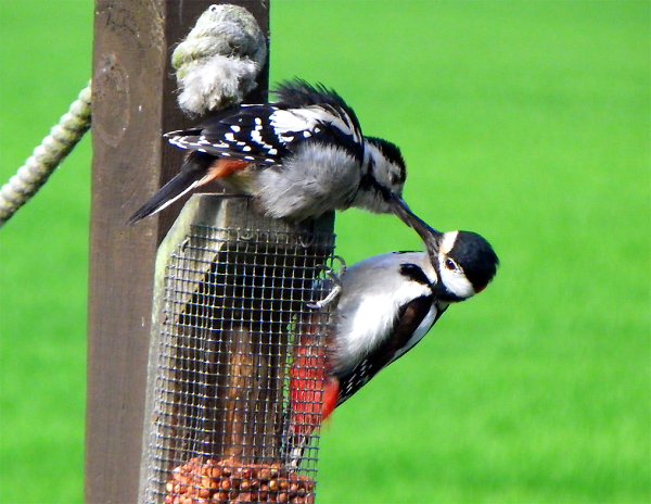 Feeding Station.