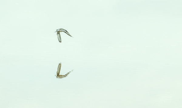 flight