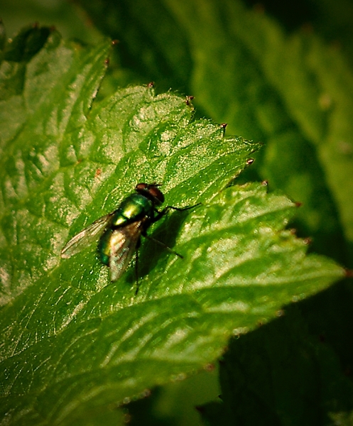 Fly on leaf