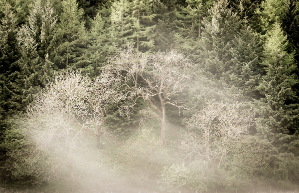 Ghost Trees