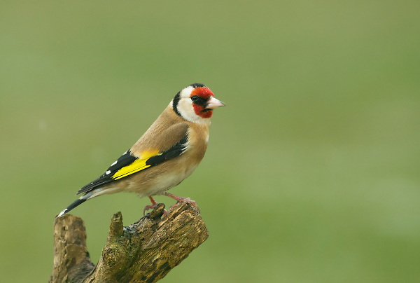 goldfinch