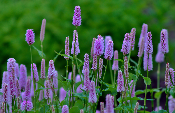 Heathfield Gardens, Overcast Spring Day 1