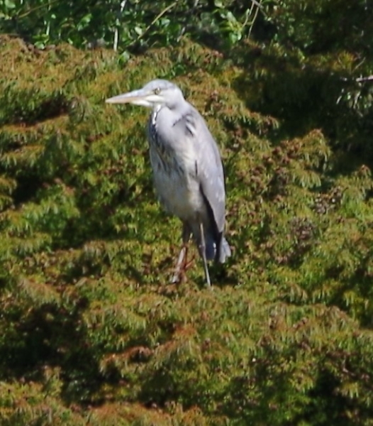 heron on stilts