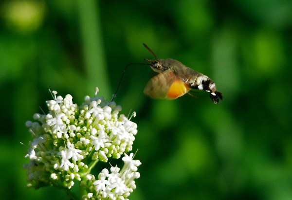 Humming Bird Hawk Moth