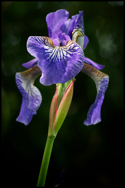 Iris