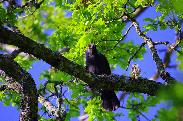 Jackdaw in evening sun