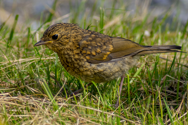 Juvenile Robin