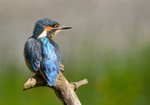 Kingfisher