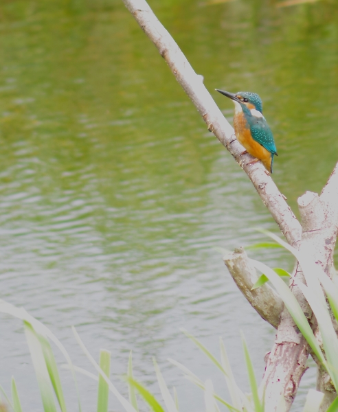 Kingfisher
