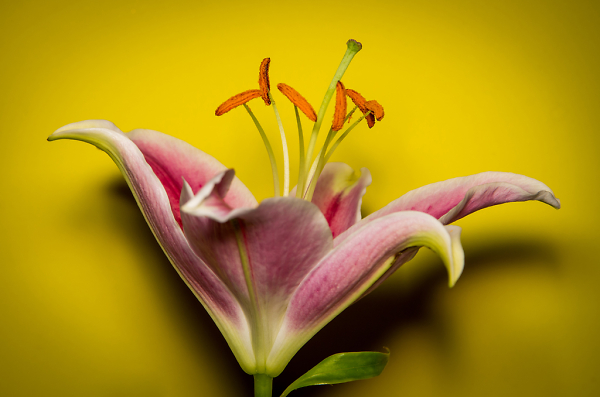 Lily Flower