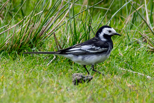 Pied Wagtail