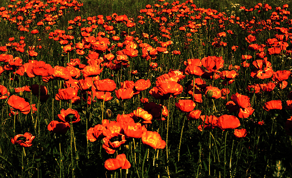 Poppies at sunset