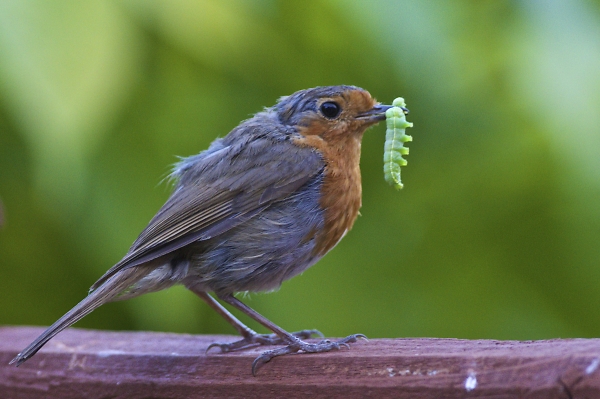 Robin with its Dinner