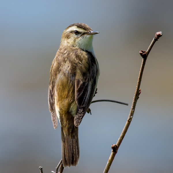 Sedge Warbler