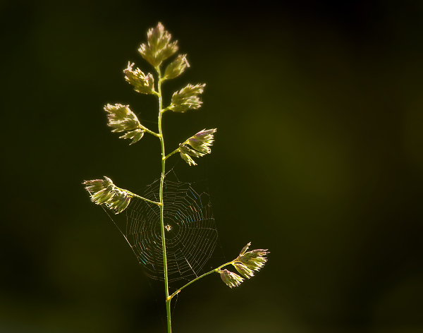 Simplicity of Summer