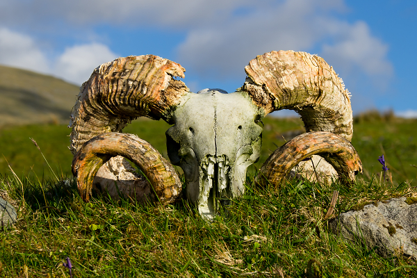Skull