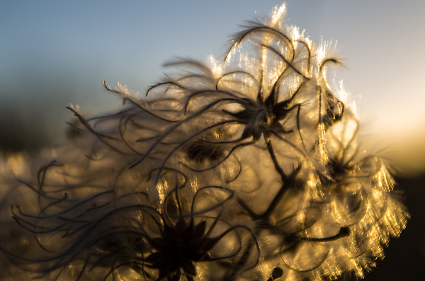 Whisps of Light