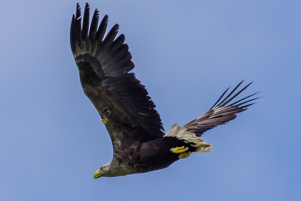 White-tailed Eagle