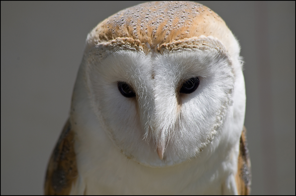 barn owl again