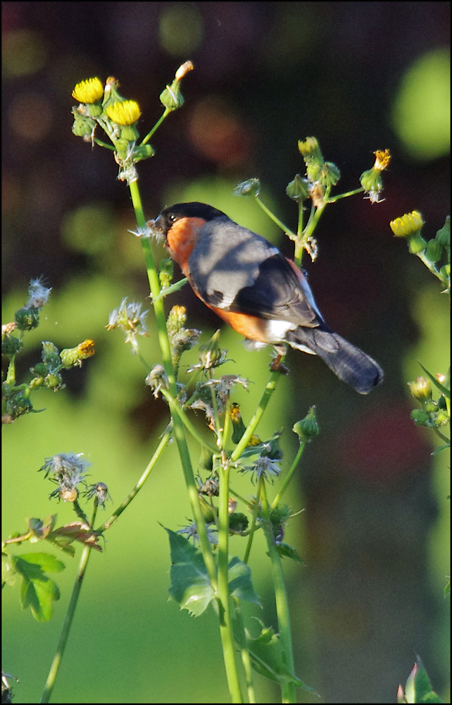 Bullfinch