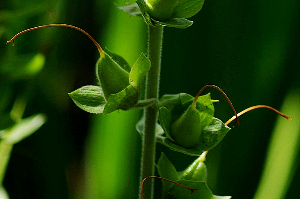 foxglove    (!)
