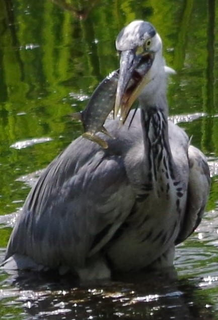 hungry heron