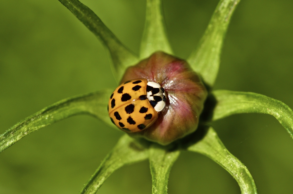 Ladybird on Cosmos
