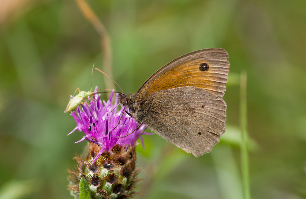 Meadow Brown Butterfly