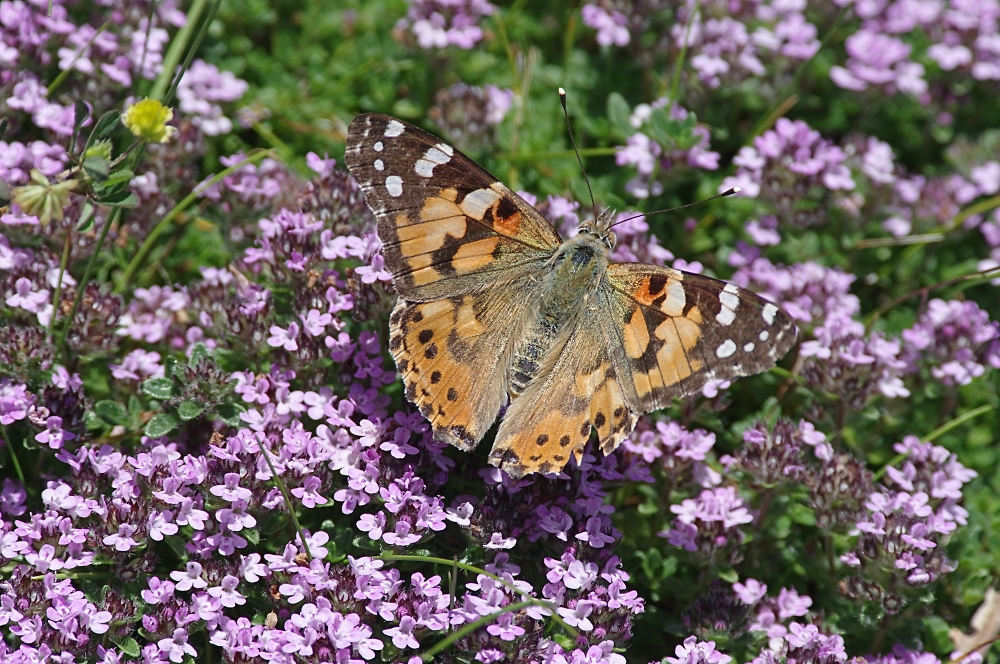 Painted Lady at Strumble Head
