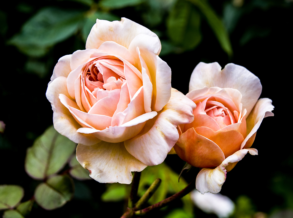 'Peachy'