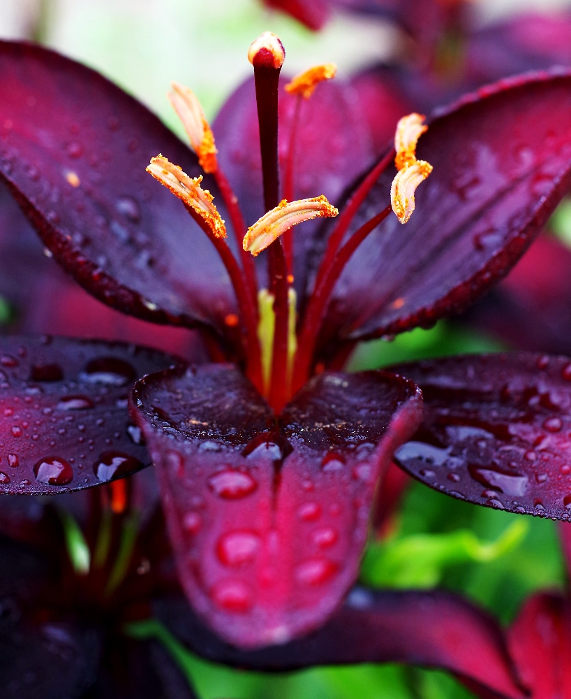 Rainy flower