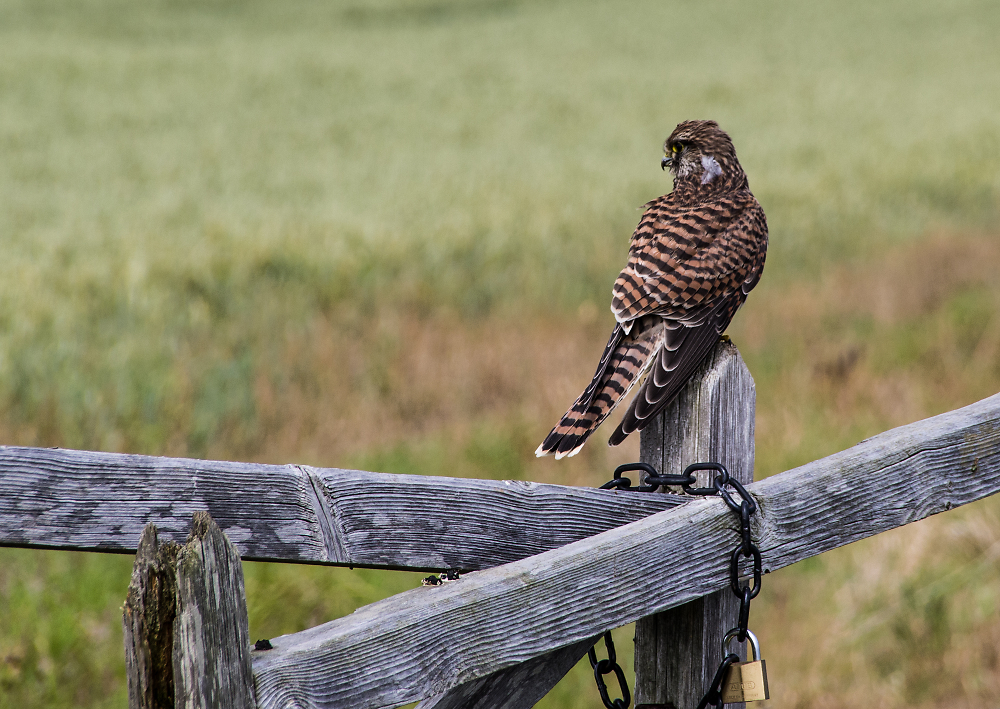 Sitting on the fence