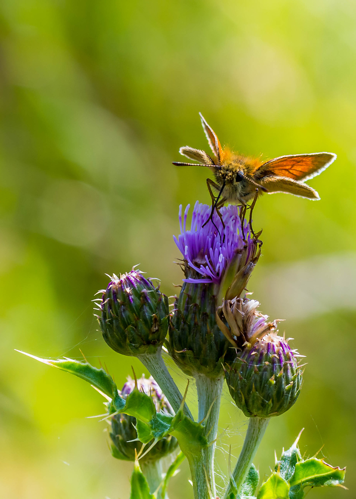 Small Skipper on Thistle